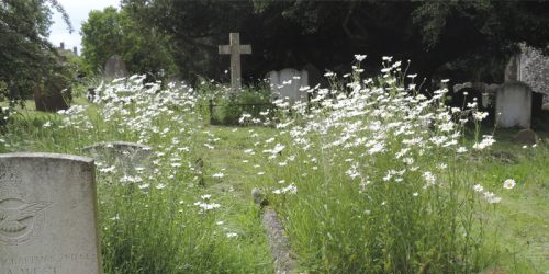 Un label “cimetière nature” pour se conformer à la loi en Wallonie