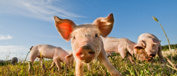 Les problèmes éthiques de la chimère porc-homme