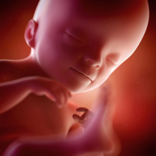 USA : au Texas, les deux femmes lesbiennes portent le même bébé